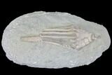 Crinoid (Macrocrinus) Fossil - Crawfordsville, Indiana #99912-1